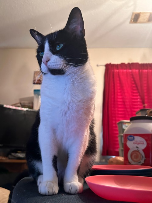 Say Hooman, Will My Cute Face Convince You To Open Up Another Can For Me? Its Been 1 Hour Since I Last