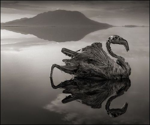 odditiesoflife: Animals Preserved by Salt, Not Killed by Deadly Lake Lake Natron does not turn anima