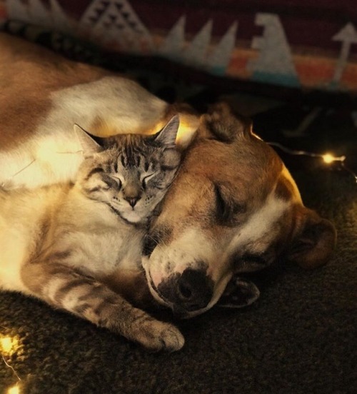 whimsy-by-joja: animals-lovers: (Source) That’s simply love.