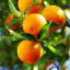 orangeyoumad