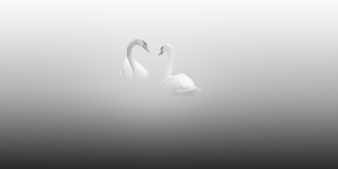 artemisdreaming:  Swan Lake, Zurich, 2010 Vassilis Tangoulis HERE See High-res 