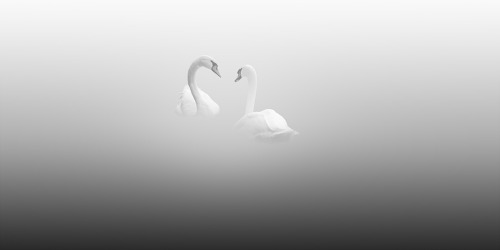 artemisdreaming:Swan Lake, Zurich, 2010Vassilis Tangoulis HERESee High-res@themalhambird @nuingiliat