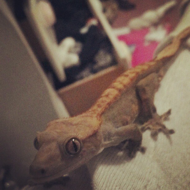 So cute with his double jointed toes :} #wrecks #crestedgecko #crestie