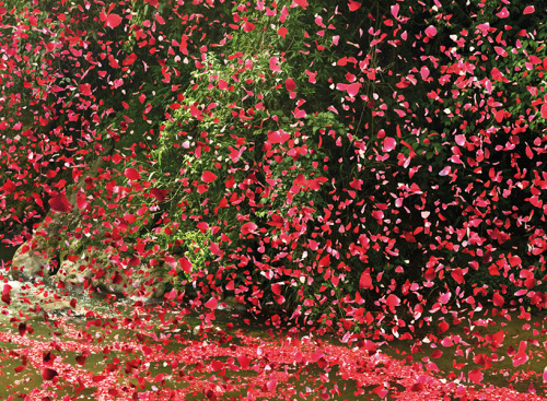 from89:  from89: Nick Meek photographs costa rica covered in flower petals for sony.  