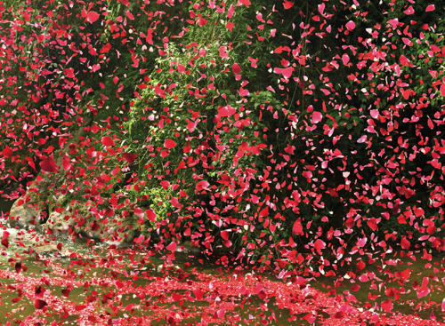 latinoking: red petals blown near a lush green landscape in Costa Rica by Nick Meek