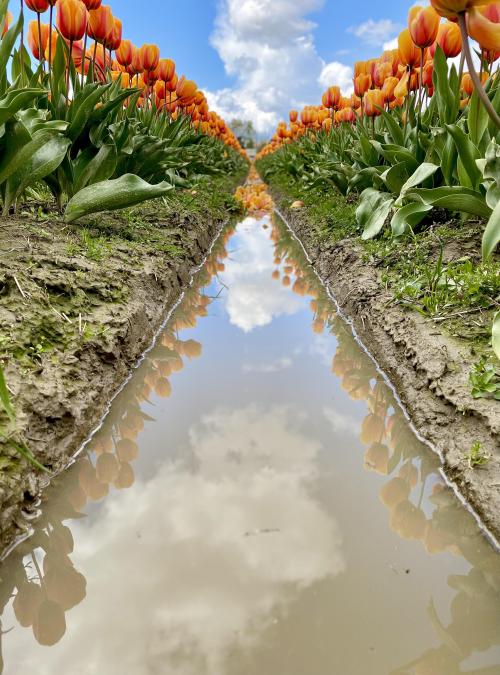 amazinglybeautifulphotography:  Tulips in Skagit Valley WA [OC] 2500x2350 - Author: Cathi2222 on reddit