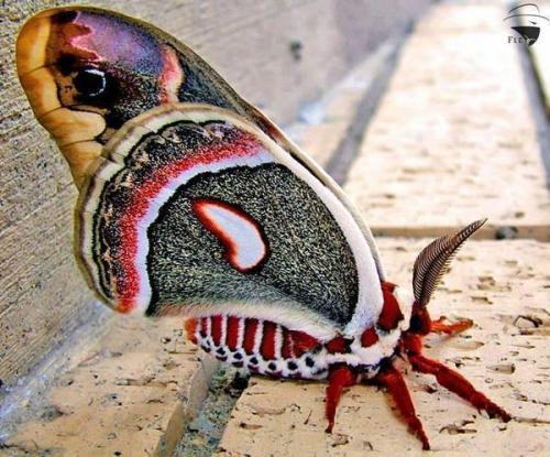 earthpics4udaily:Beautiful cecropia moth Click Here to Follow EARTH PICS for daily inspiration