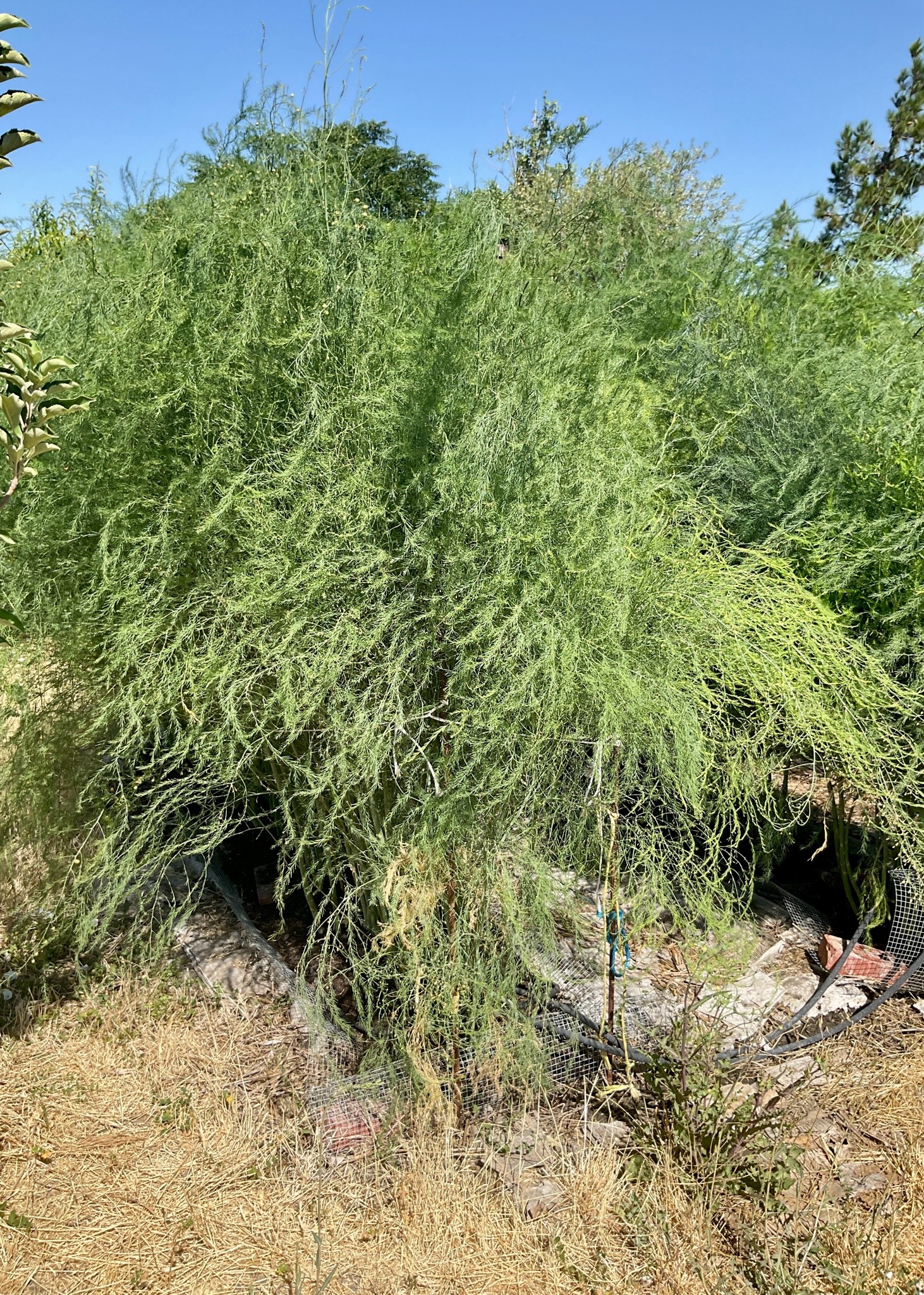 A veritable wall of bright green asparagus stalks with frondy, fern-like leaves.