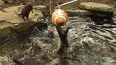 dbvictoria:  Even the otters at the Woodland Park Zoo are going Superbowl crazy.(x)