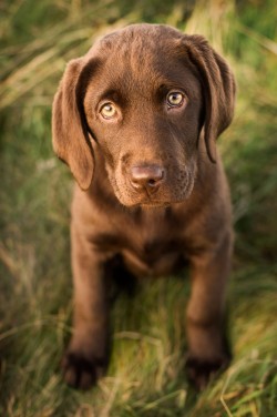 handsomedogs:   No Other   John Dewar 