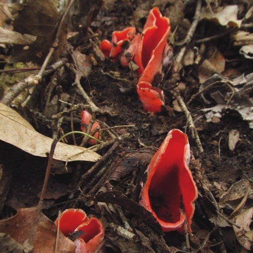 Scarlet elf cap, saw them peeking out of the leaf litter. #fungi #mushrooms #saprobes #redmushroom #