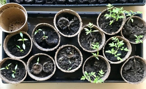 twoheartedginger: One week ago vs today Broccoli raab went into the garden box outside on Saturday. 