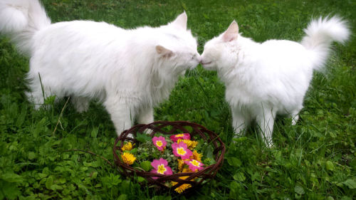 unimpressedcats:i now pronounce you cat and cat