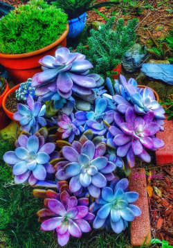 shelovesplants:She’s so beautiful and one of my oldest succulents 🙏🏻💕🌵🙏🏻💕🌵