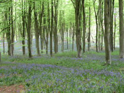 morigrrl:  Bluebells