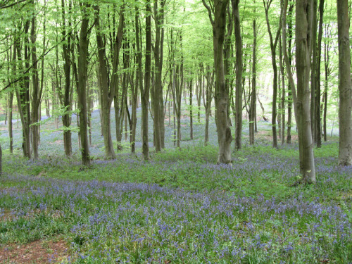 XXX morigrrl:  Bluebells photo