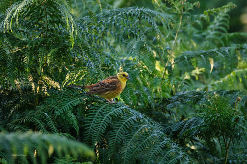 besidethepath:Colourful birds in the jungle? Difficult in our region. But there is the mysterious yellowhammer in the fern.