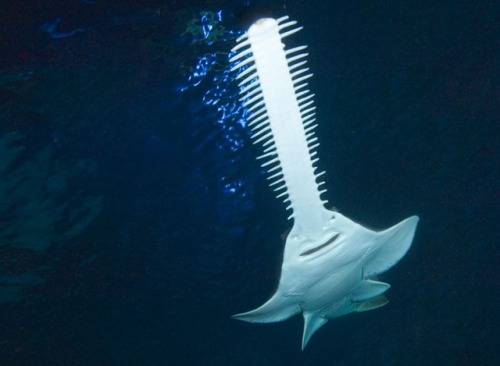 Sawfish were once very common in their range, but are now amongst the most threatened marine fish.&n