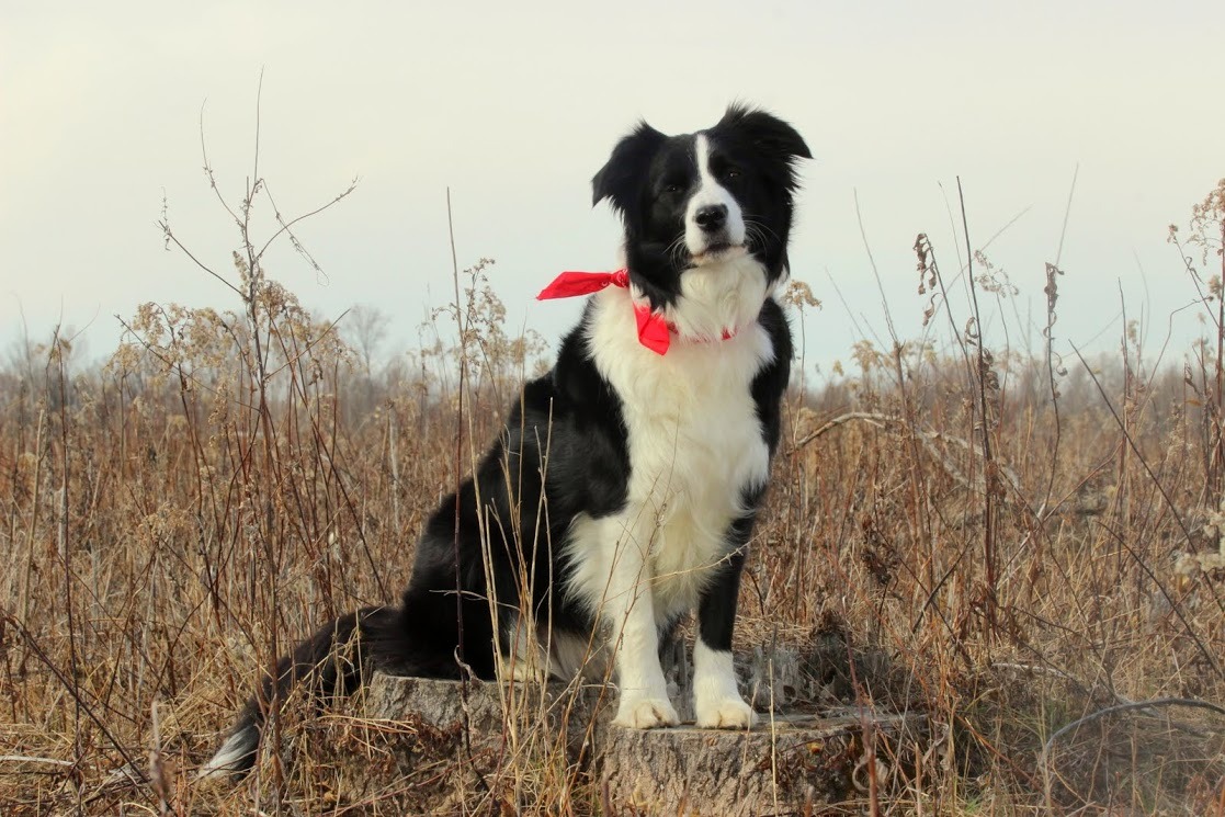 snootastic:  dogs-on-logs:  kidhedera:  marauders4evr:  marauders4evr:  You’ve