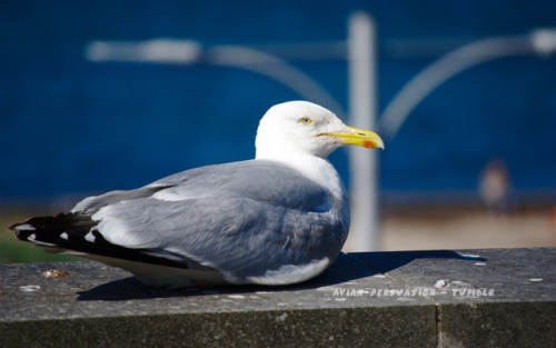 Herring gulls (Larus argentatus) of St Andrews and Ayr, Scotland