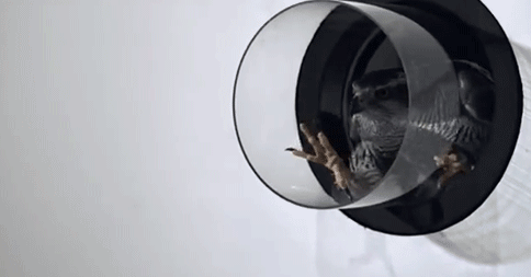 house-of-gnar:  Goshawk demonstrates maneuvering abilities | BBC Two