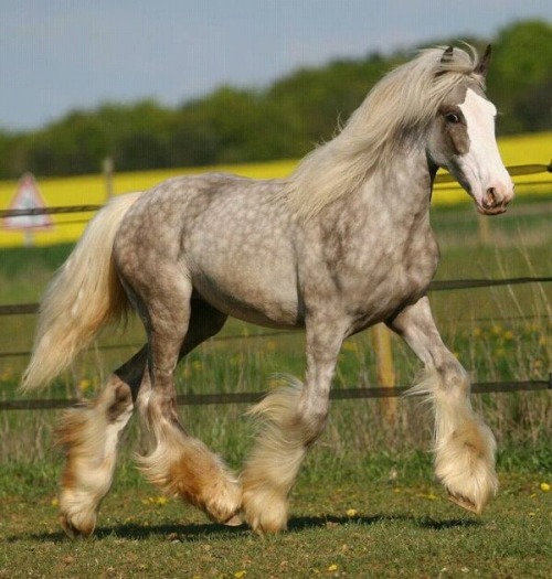 ashcashmere:Dapples: The flowers on a horses back.