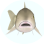 fishfolkart