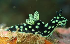 Sea Slug