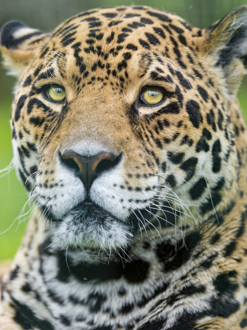 phototoartguy:  A great portrait of Ares by Tambako the Jaguar on Flickr ☛ http://flic.kr/p/fNj6XQ