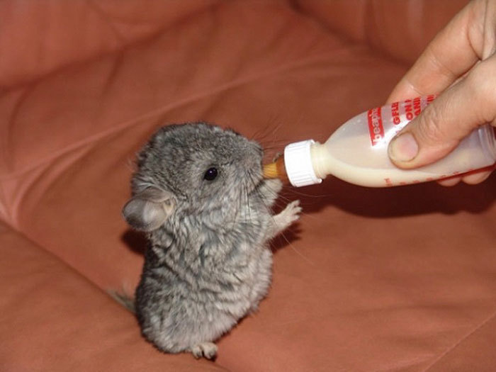 awesome-picz:  Baby Chinchillas That Will Melt Your Heart.