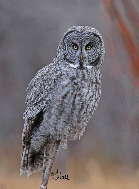 jaws-and-claws:  Great Gray Owl in the rain - 3533bsg by teagden on Flickr.