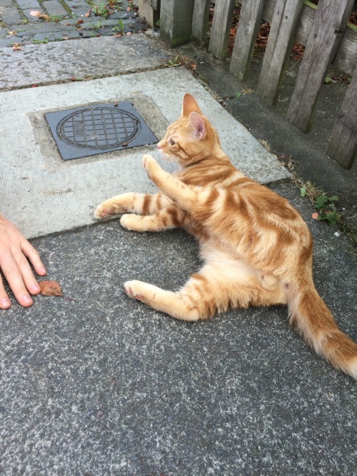 gavinodooley: iron-wang: Thought Jon was holding the kitten wrong but no, it just likes to stick it&