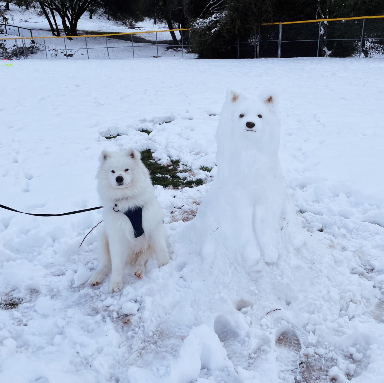 inline reddit: samoyeds