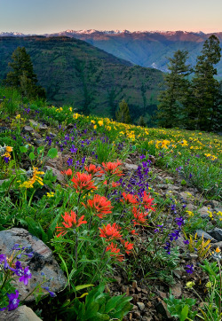 coiour-my-world: Summer in the mountains by tomaskaspar