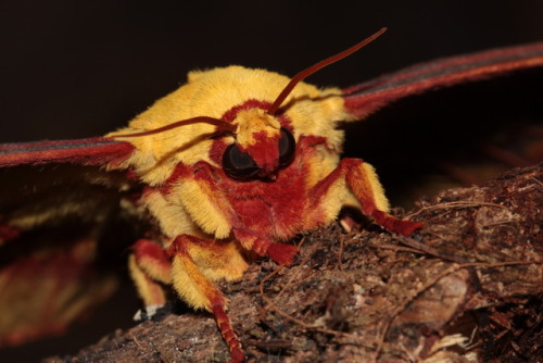 dark-space-exotics:Beautiful adult female, Citheronia laocoon, unfortunately no males so breeding wo