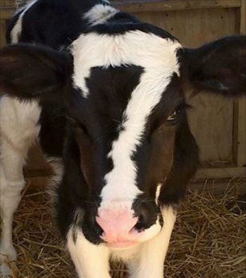 omni-rhombus:barebackinq:Lucky 7 cow reblog for good luck Year of the Ox, let’s fucking gooooooooooo