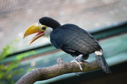 byesexualroymustangs:  byesexualroymustangs: baby toucans are so unspeakably cute look 