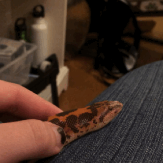 kate-in-space: Teeny snake yawn~