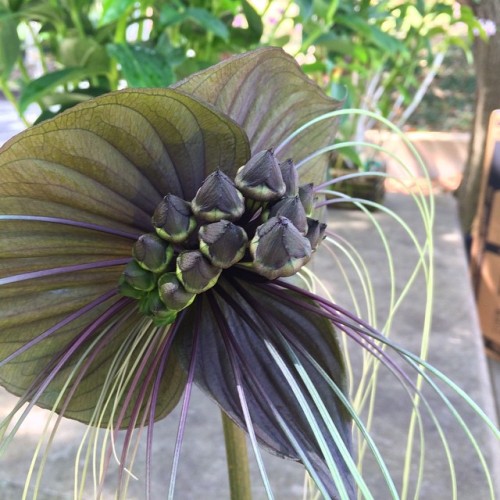 dailyplantfacts: Tacca chantrieri is in the yam family Dioscoreaceae. Commonly called the Bat Flower