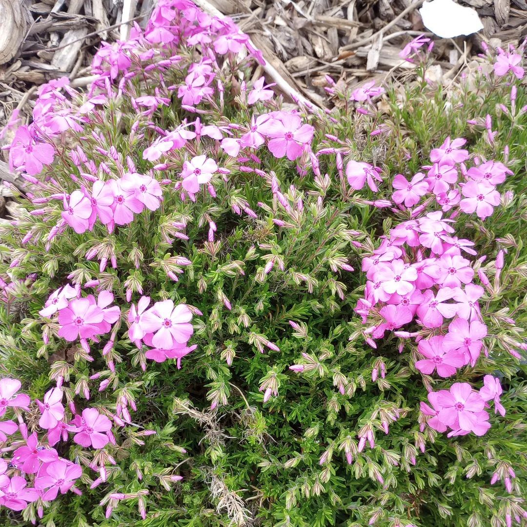 116/366 ✨ pink blooms #instagram #akron #spring #picaday2024