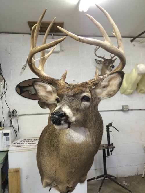 marissastaxidermy:Some really nice sets of antlers, it’s always insane to me how much the shap