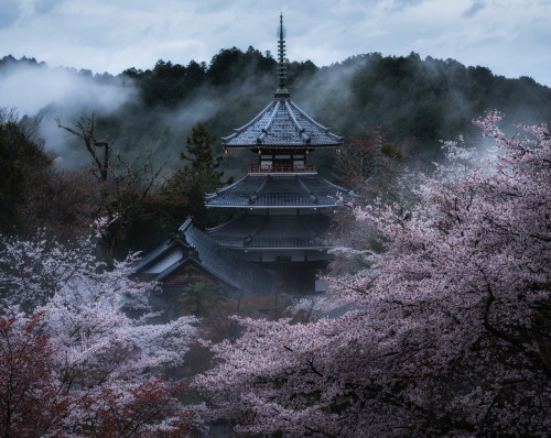 Spring In Japan By Satoshi