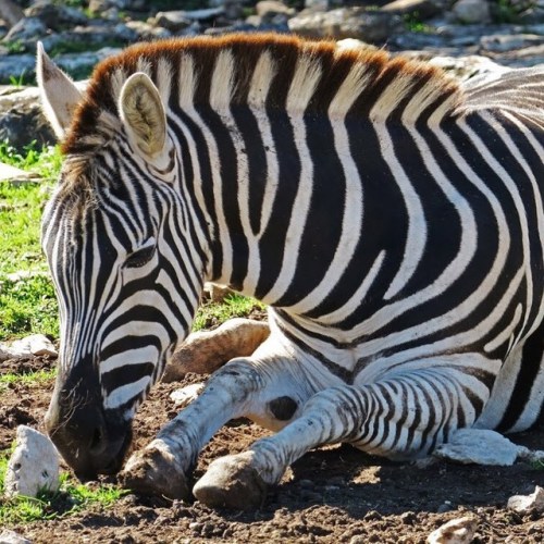 I’d heard that #plainszebra were stocky animals with fairly short legs, but their odd proportions di