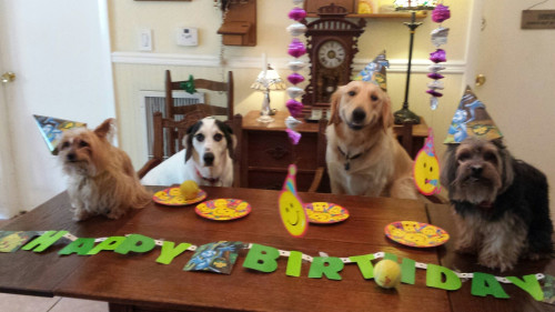 thorinobsessed:awwww-cute:We threw a birthday party for my friend’s dog. The other dogs invited had 