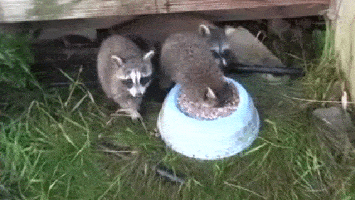outkep:  thebunnyinthebottle:  Vele mi van? :)  Rájött, hogy levegőt is kell vennie