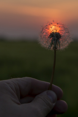 sundxwn:  Dandelion by Leif Landal 