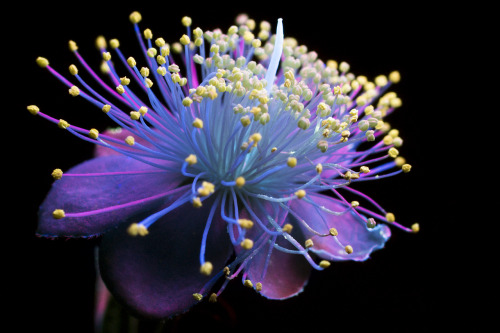 conspectusargosy:  Small white Mock Orange flowers photographed in ultraviolet-induced visible fluorescence (UVIVF).