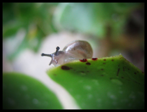 amischiefofmice:  a-fart-has-no-nose:  Can we please just all take a moment and think about how snails are the cUTEST FUCKING THING I HAVE EVER SEEN. HOLY SHIT.  march of the noot noots 