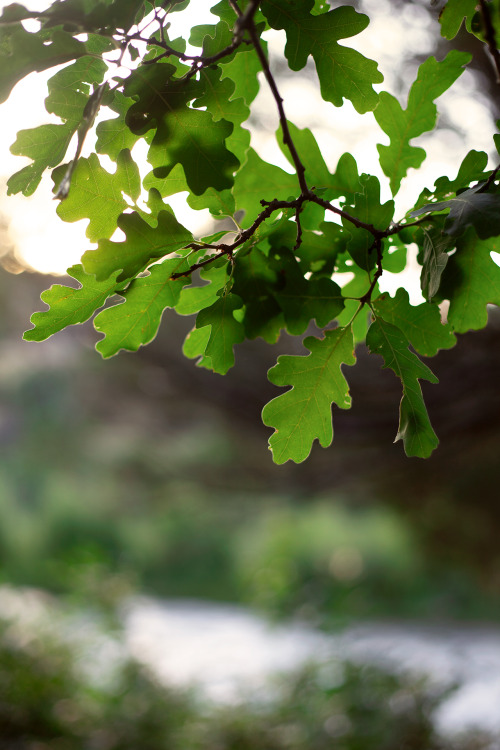 Obscurity & Oak Leaves (on Instagram) by Marisa Renee I find myself unmistakably drawn to oak tr