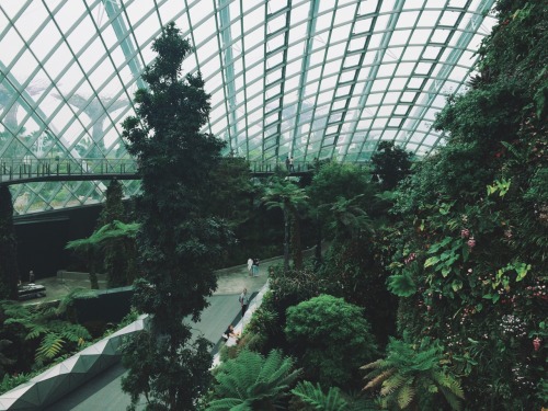 XXX alext:  Cloud forest Singapore  photo